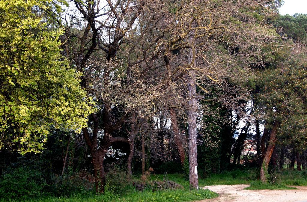 Apartmani Alma Pula Exterior foto